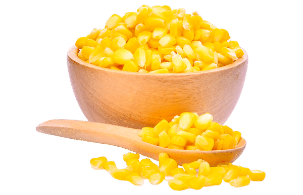 Maize / Corn - Image 2