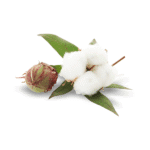 Raw Cotton