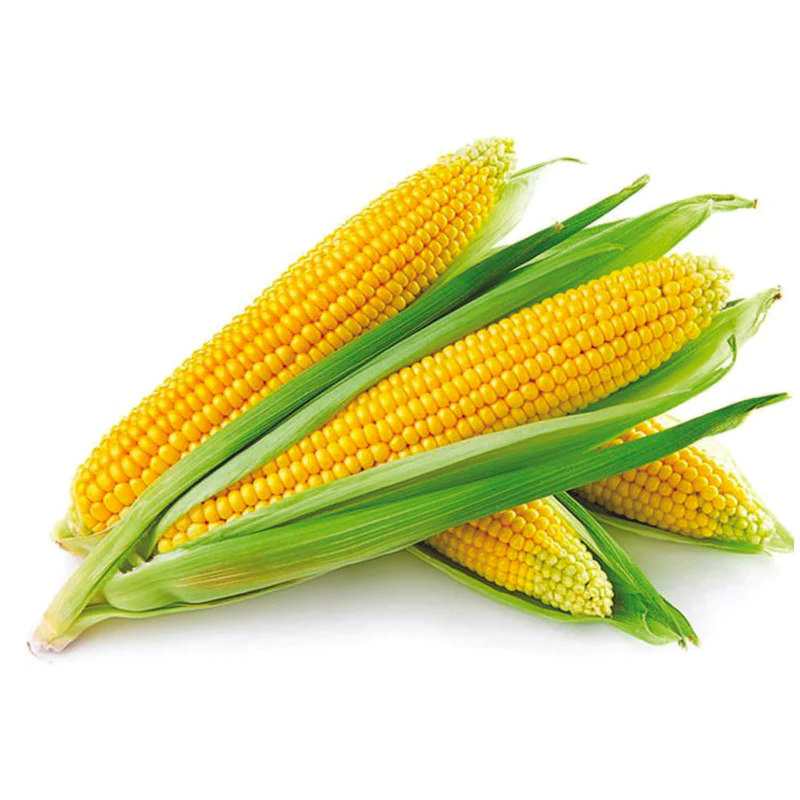 Maize / Corn - Image 3