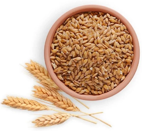 Wheat